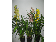 ��������� ���� - 950- 1100 ���.