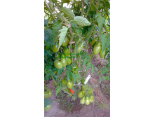 ������ ������ ���������, �������