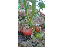 ����������, �����