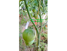 �������� �������, �����, ��������