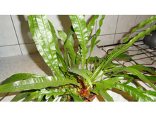 ���������� ���������� (Aglaomorpha coronans)- ���� ..