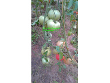 ������ �������, �����