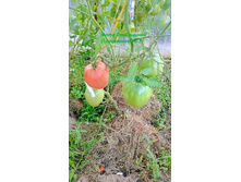 ��������, �����