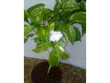 �������������� Flore Plena ��������