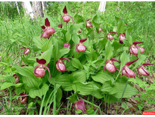 ������� ��������