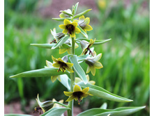 ������ ���������