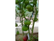 ����������� ��������, �����