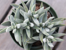 �������� ( Crassula MESEMBRYANTHEMOPSIS)