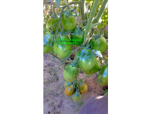 �������� ��������� �������, �������