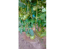 ��������� ������, ���, ��������