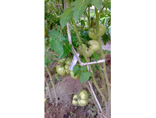 �������� ���������, ���