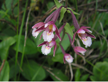 ������� ��������