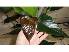 �������� ���� �����