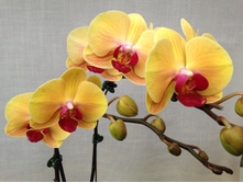 ���������� ������ ��������� .. - 600- 650 ���.