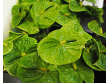 �������� ���� ���� ( Green Queen)