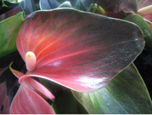 �������� ������� �������