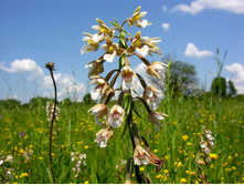 ������� ��������