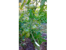 ���������, �����