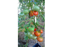 ���� ����� (��������� ����)