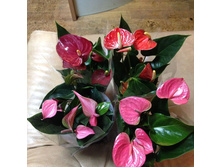 �������� ���� - 550 - 650 ���.