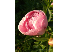 IMG 20180623 185300.jpg