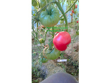 �������� �� ������ ���������. �����