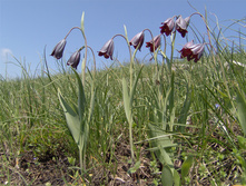 ������ ����������