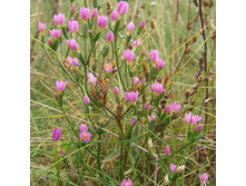 �������������� �����