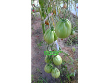 �������� �� �������, �����