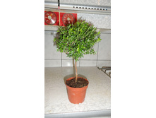 ���� �� ������