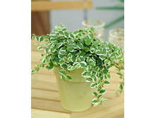 ����� ���� �����