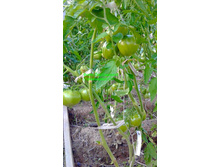 ������ ������, ���, �������