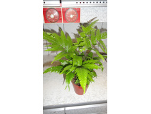 ������ �������� �������� ..