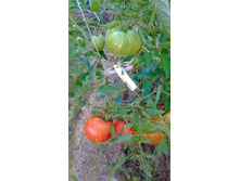 ��-�������, ���