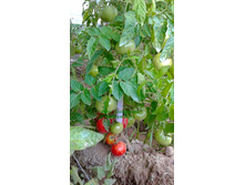 ��������� ������, ���, ������