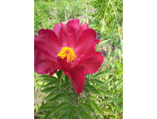 ���� Scarlett O`Hara