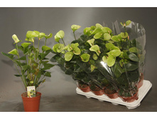 �������� ���� ���� ( Green Queen) - 800 ���.