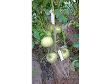 �������� ���������, ���