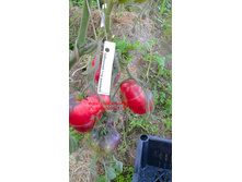 ��������� ���� �������, �����