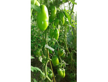 ��������� ��������, �����