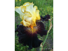 IMG 20180618 192913.jpg