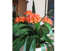 ������ -