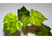 �������� �������������.