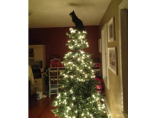 ������ ����