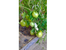 ��������, ���