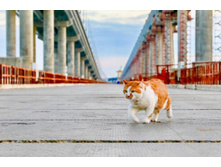 ��� ������