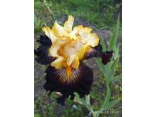 IMG 20180618 192903.jpg