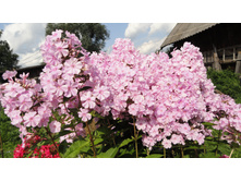 ����� ���� �������