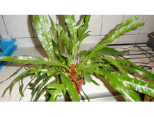 ���������� ���������� (Aglaomorpha coronans)- ���� ..