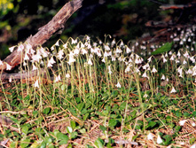 ������ ��������